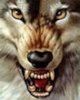 King-Volk